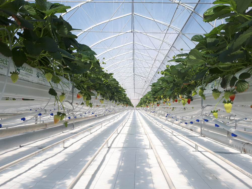 How to Choose the Best Greenhouse Film for Optimal Crop Growth