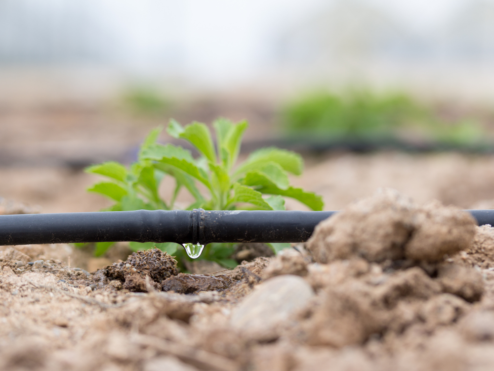 KRITILEN® BLACK Masterbatches: Boosting Drip Irrigation Pipe Performance