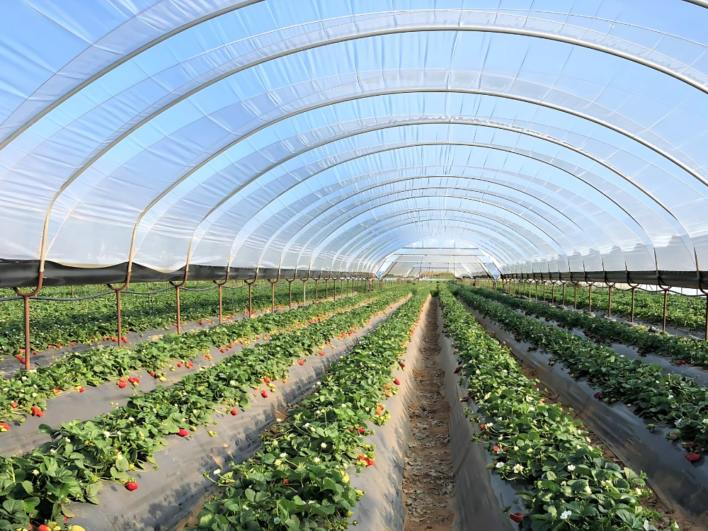 Advantages of Growing Soft Fruits Under Cover